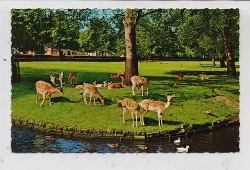 NOORD-HOLLAND - BERGEN,  Hertenkamp, Dieren