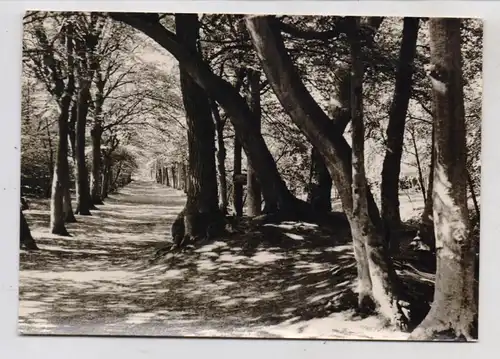 NOORD-HOLLAND - BERGEN,  Witte van Haamstedelaan