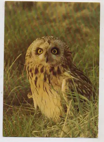 VÖGEL - EULEN / Owls / Buho / Hibou / Uil / Gufo - EULE, Sumpfohreule