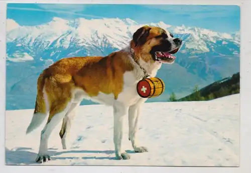 HUNDE - BERNHARDINER / SAINT BERNARD im Schnee