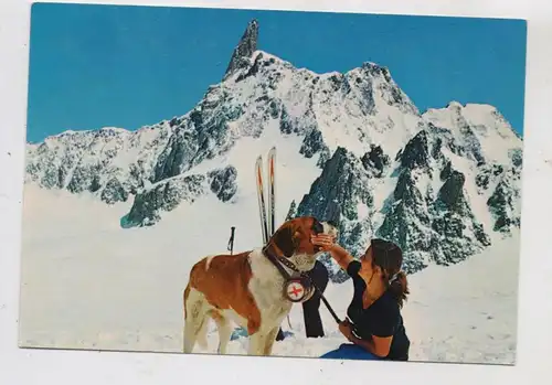 HUNDE - BERNHARDINER / SAINT BERNARD im Schnee