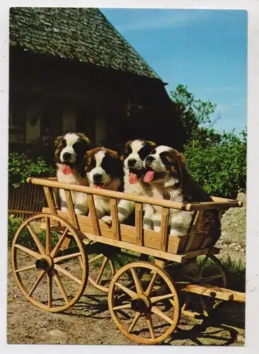 HUNDE - BERNHARDINER / SAINT BERNARD, Junge Bernhardiner im Bollerwagen