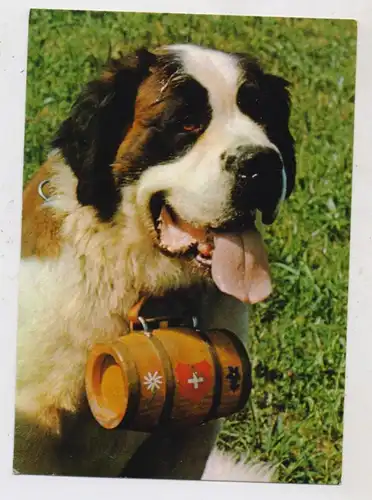 HUNDE - BERNHARDINER / SAINT BERNARD, Bernhardiner mit Fässchen
