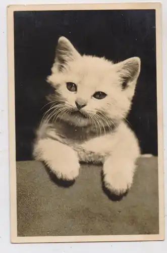 TIERE - KATZEN / Cats / Chat / Gato / Gatto / Kat, süsse kleine Katze, Photo-AK 1941