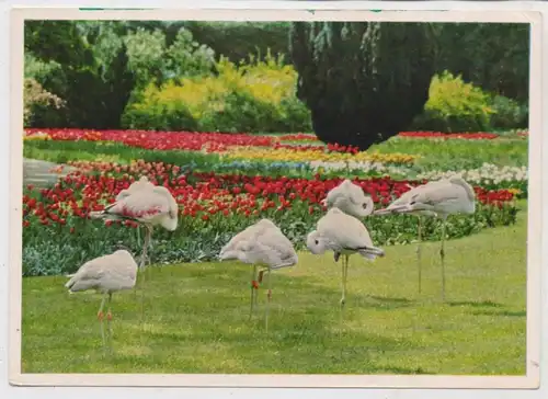 7000 STUTTGART - BAD CANNSTATT, Wilhelma / Zoo, Flamingos