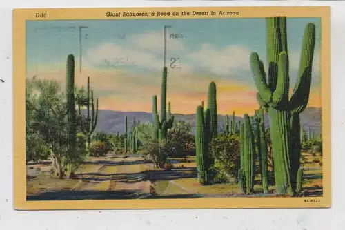 FLORA - SUKKULENTEN, Giant Sahuaros on Dessert in Arizona, Teich, 1953