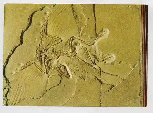 PRÄHISTORISCHE TIERE - Archaeopteryx, Berlin Naturkundemuseum
