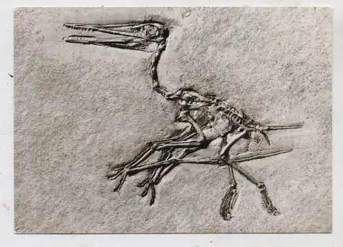 PRÄHISTORISCHE TIERE - Pterodactylus kochi Wagner, Berlin Naturkundemuseum
