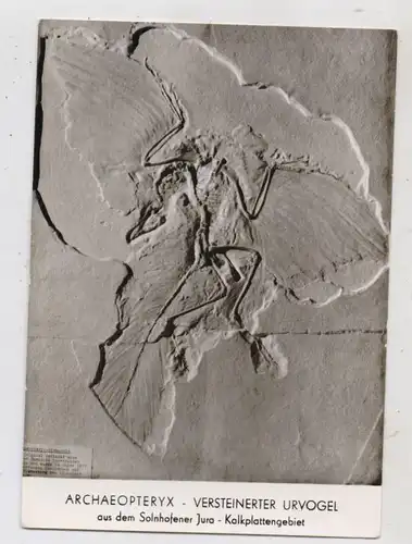 PRÄHISTORISCHE TIERE - Archaeopteryx, Solnhofen