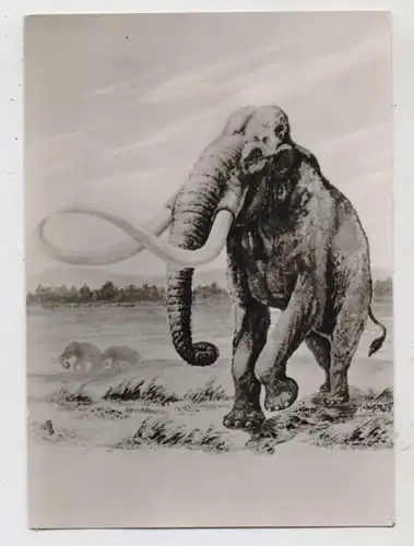 PRÄHISTORISCHE TIERE - Mammonteus trogontheri, Naturhist. Museum Mainz
