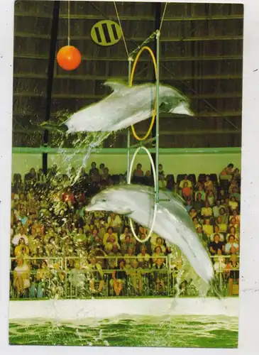 DELFINE / Dolphins, Dolphinarium Harderwijk