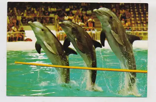 DELFINE / Dolphins, Dolphinarium Harderwijk