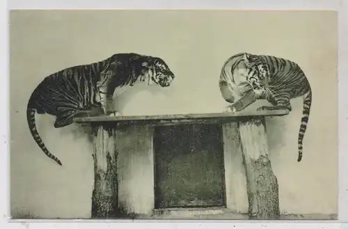 1000 BERLIN - TIERGARTEN, Zoo, Tiger, 1917