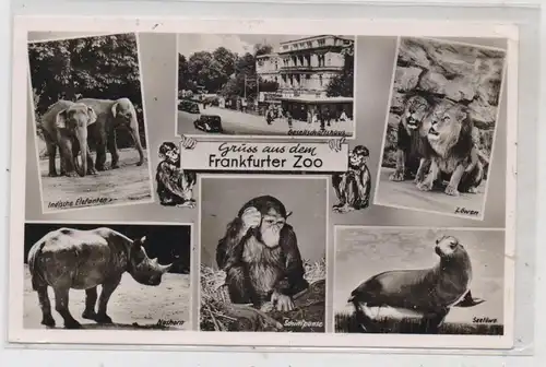 6000 FRANKFURT, Zoo, Elefanten, Nashorn, Schimpanse, Seelöwe, Löwen, 1956