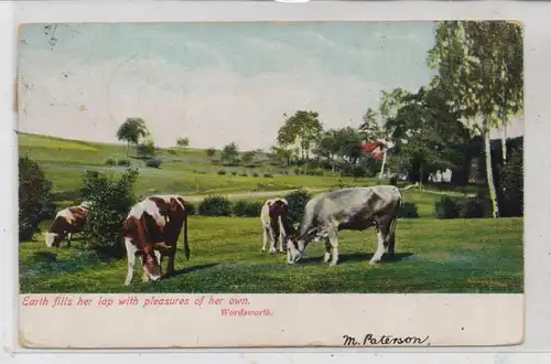 LANDWIRTSCHAFT - Kuhherde, England 1905, TUCK Animal Life