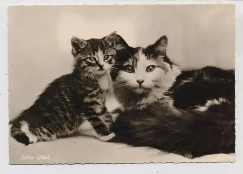 TIERE - KATZEN / Cats / Chat / Gato / Gatto / Kat, Katzenpaar