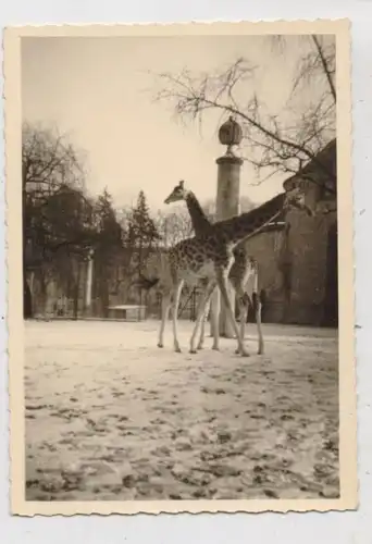 TIERE - ZOO - Giraffengelände, Photo 7,1 x 10,1 cm, Planken-Drogerie - Mannheim