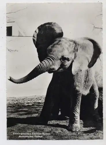 ZOO - BASEL, Afrikanischer Elefant, 1961