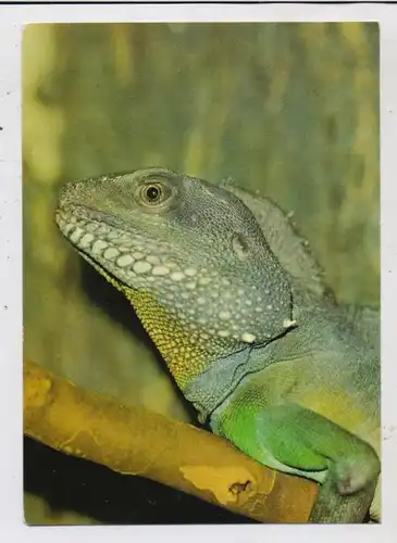 1000 BERLIN - FRIEDRICHSFELD, TIERPARK / ZOO Berlin, Indonesische Wasseragame