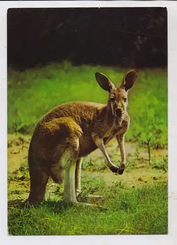 1000 BERLIN - FRIEDRICHSFELD, TIERPARK / ZOO Berlin, Rotes Riesenkänguruh