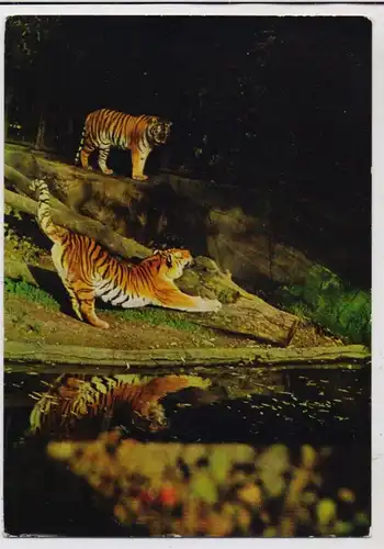 1000 BERLIN - TIERGARTEN, Zoo, Tiger