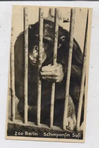 1000 BERLIN - TIERGARTEN, ZOO, Schimpansin SUSI, 1951