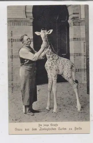 1000 BERLIN - TIERGARTEN, ZOO, Junge Giraffe