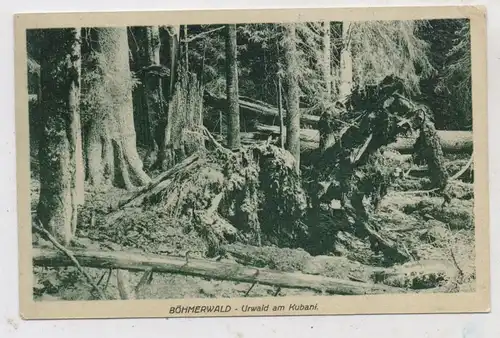 BÖHMEN & MÄHREN - PRACHATITZ / PRACHATICE, Urwald am Kubani / Boubin, 1909, kl. Eckdruckstelle