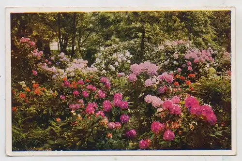 0-8000 DRESDEN, Ereignis, Dresdner Jahresschau 1937, "Garten und Heim" Rhododendronhain, DFW Naturfarben