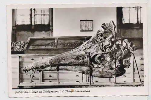 PRÄHISTORISCHE TIERE - Kopf eines Ichthyosaurus, Schloß Banz