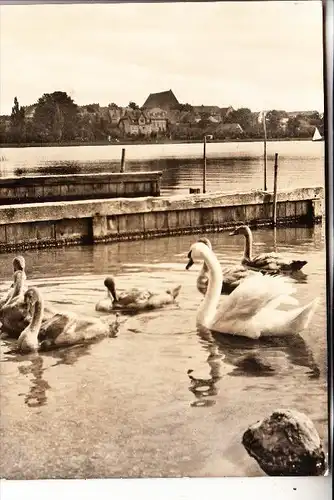 0-2130 PRENZLAU, Am unteren Uckersee, 1964