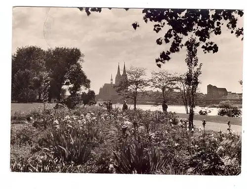 5000 KÖLN - DEUTZ, BUGA 1957, Irisgarten am Rheinufer