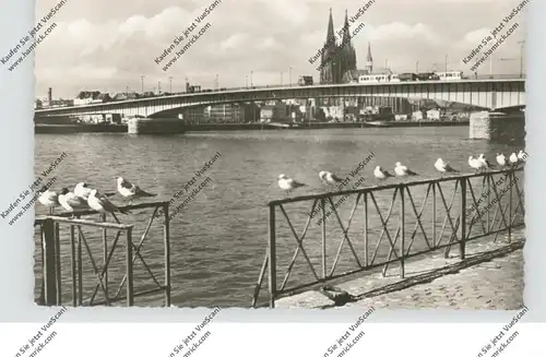 5000  KÖLN - DEUTZ, Rheinufer, Rheinmöven, Blick auf die Deutzer Brücke