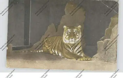 5000  KÖLN, KÖLNER ZOO, Tiger, Druckstelle