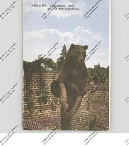 5000 KÖLN, KÖLNER ZOO, Bär auf dem Kletterbaum, 20er Jahre