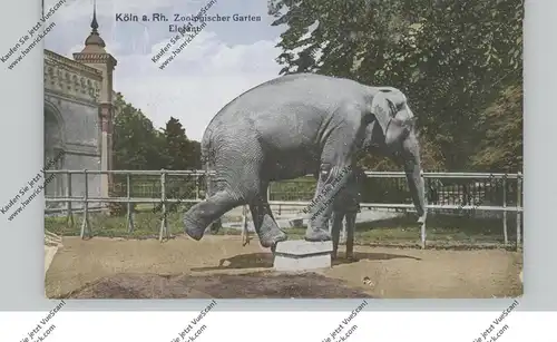 5000  KÖLN, ZOO, Elefant, 1929, rücks. kl. Mängel