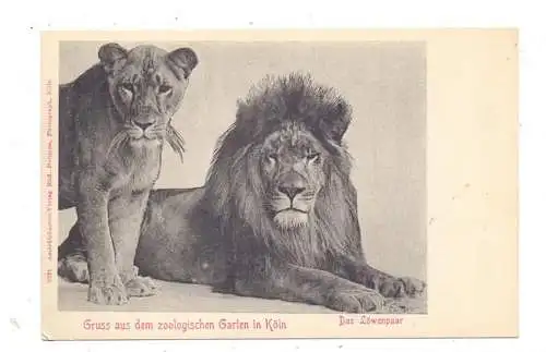 5000 KÖLN, KÖLNER ZOO, Das Löwenpaar, ca. 1900