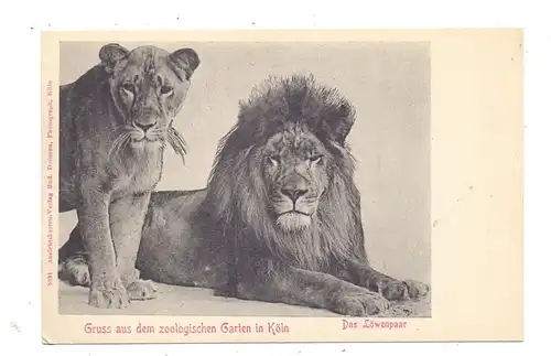 5000 KÖLN, ZOO, Das Löwenpaar, ca. 1900