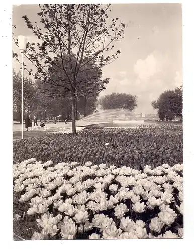 5000 KÖLN - DEUTZ, Bundesgartenschau 1957, Blumenbeete bei den Wasserspielen