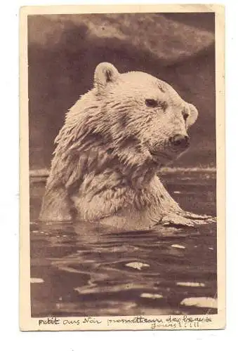 5000 KÖLN, KÖLNER ZOO, Eisbär, kl. Eckknick