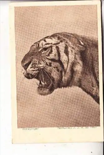 5000 KÖLN, KÖLNER ZOO, Königstiger, Zoo-Photograph de Veer