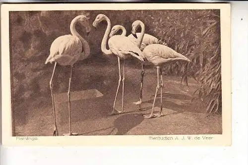5000 KÖLN, KÖLNER ZOO, Flamingos, Zoo-Photograph de Veer, Köln-Nippes