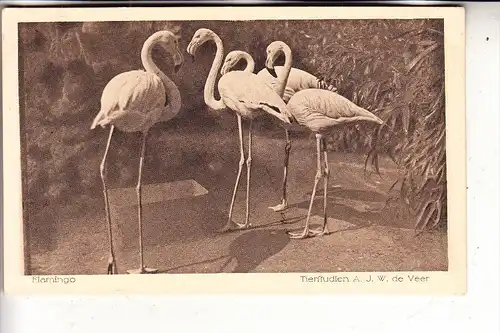 5000 KÖLN, Kölner Zoo, Flamingos, Zoo-Photograph de Veer, Köln-Nippes