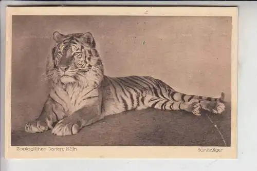 5000 KÖLN, KÖLNER ZOO - Sundatiger 1921, Verlag: de Veer - Köln-Nippes