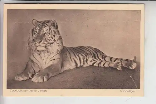 5000 KÖLN, ZOO - Sundatiger 1921, Verlag: de Veer - Köln-Nippes