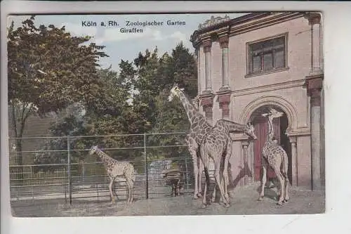 5000 KÖLN, KÖLNER ZOO - Giraffen 1928
