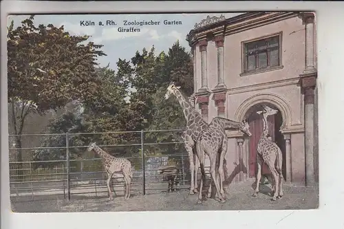 5000 KÖLN, ZOO - Giraffen 1928