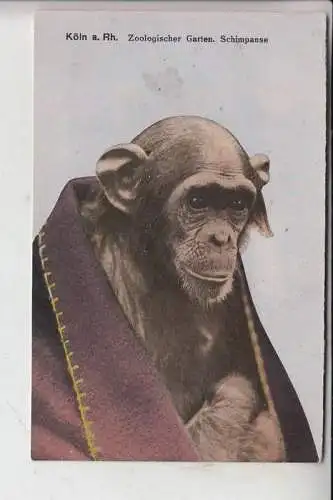 5000 KÖLN, KÖLNER ZOO - Schimpanse