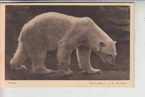 5000 KÖLN, KÖLNER ZOO - Eisbär , Kölner-Zoo Photograph A.J.W. de Veer Nippes