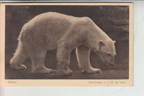 5000 KÖLN, ZOO - Eisbär , Kölner-Zoo Photograph A.J.W. de Veer Nippes